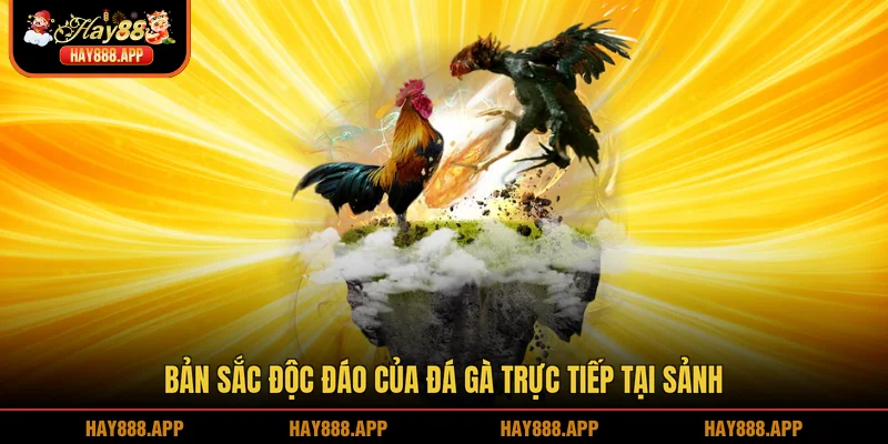 Bản sắc độc đáo của đá gà trực tiếp tại sảnh