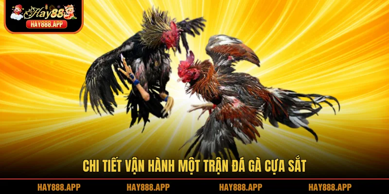 Chi tiết vận hành một trận đá gà cựa sắt