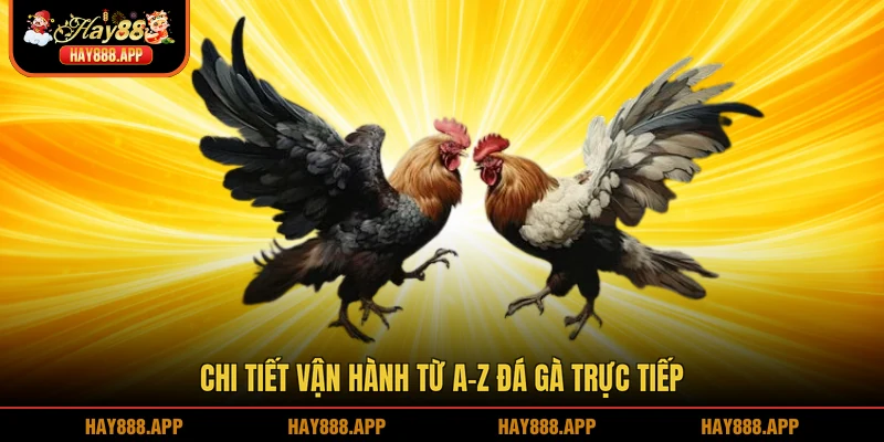 Chi tiết vận hành từ A-Z đá gà trực tiếp