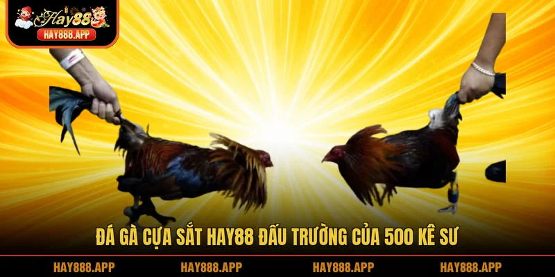 Đá gà cựa sắt