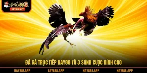 Đá gà trực tiếp