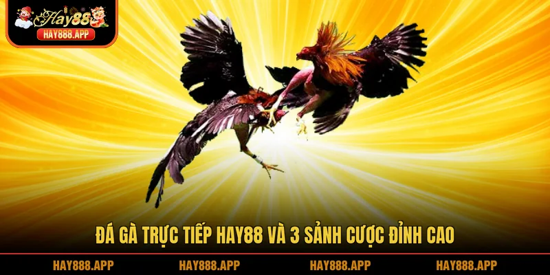 Đá gà trực tiếp
