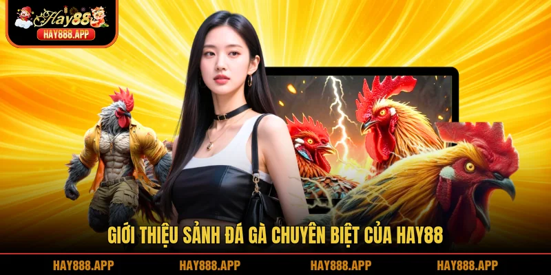 Giới thiệu sảnh đá gà chuyên biệt của HAY88