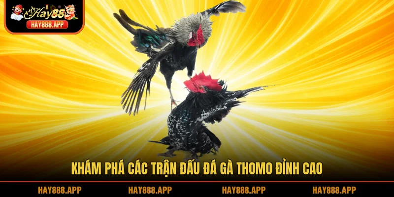 Khám phá các trận đấu Đá gà Thomo đỉnh cao