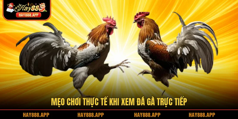 Mẹo chơi thực tế khi xem đá gà trực tiếp