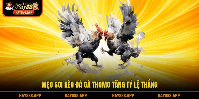 Mẹo soi kèo Đá gà Thomo tăng tỷ lệ thắng