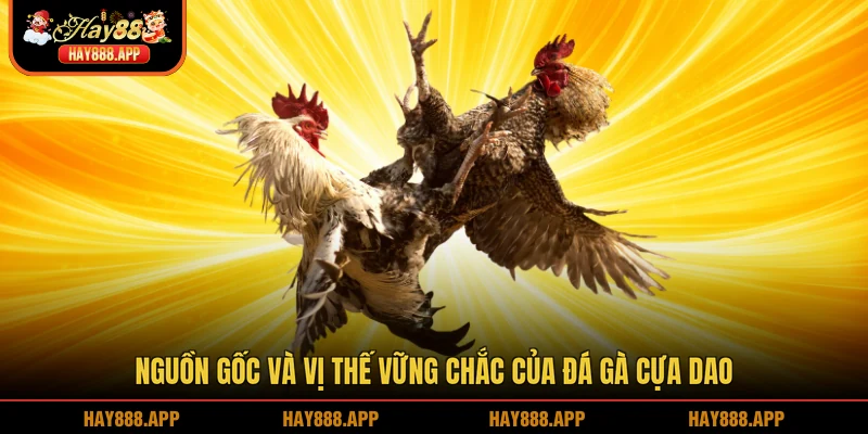 Nguồn gốc và vị thế vững chắc của đá gà cựa dao