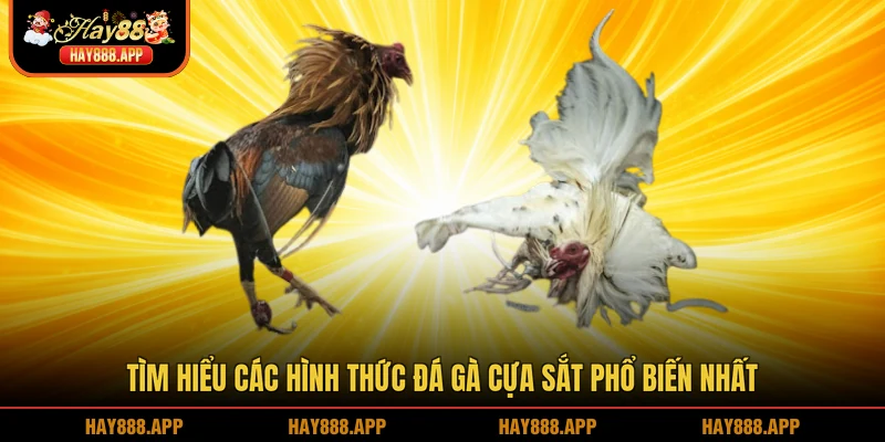 Tìm hiểu các hình thức đá gà cựa sắt phổ biến nhất